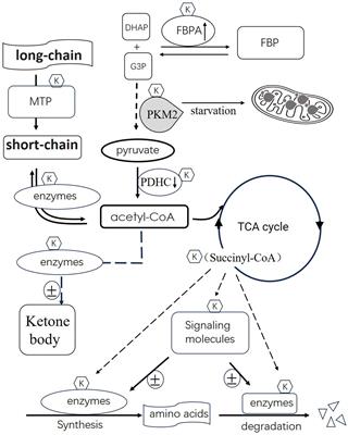 Protein succinylation: regulating metabolism and beyond